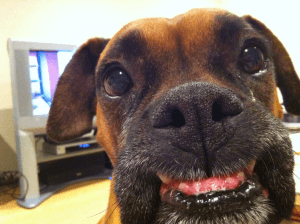 close up of dogs face